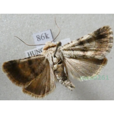 Chersotis fimbriola (Esper, 1803) Hungaria86k